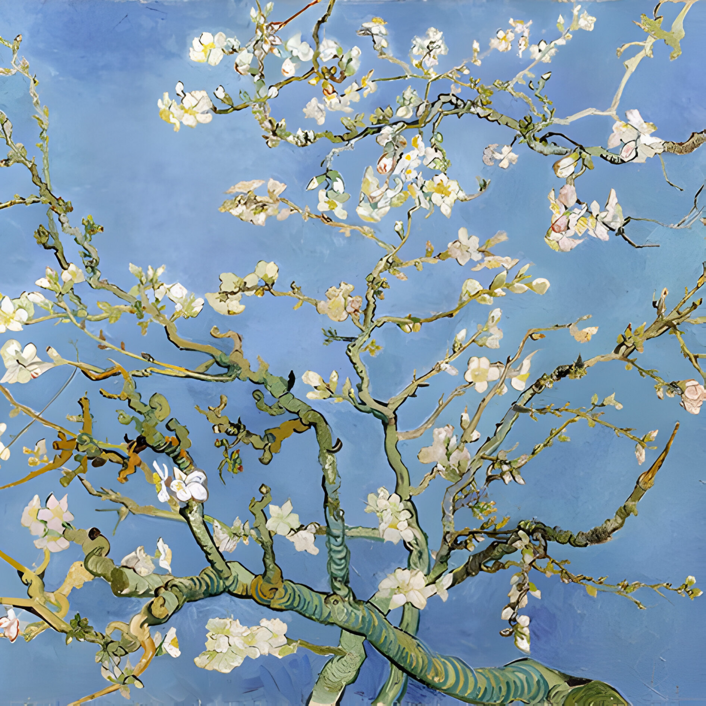 Almond Blossoms